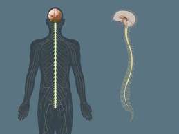 brain-cord-central-nervous-system